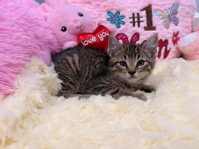 ❤️Bengal mix kittens❤️ -647-317-3197