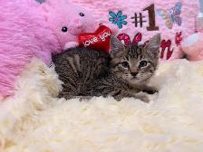 ❤️Bengal mix kittens❤️ -647-317-3197