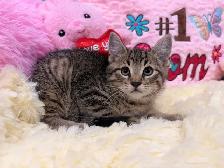 ❤️Bengal mix kittens❤️ -647-317-3197 - Photo 2