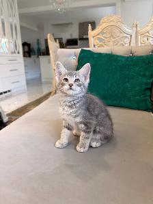 ❤️Bengal mix kittens❤️ -647-317-3197 - Photo 3