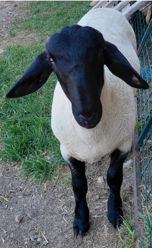SUFFOLK RAM LAMB