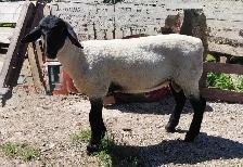 SUFFOLK RAM LAMB - Photo 2