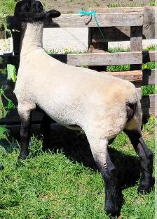 SUFFOLK RAM LAMB - Photo 3