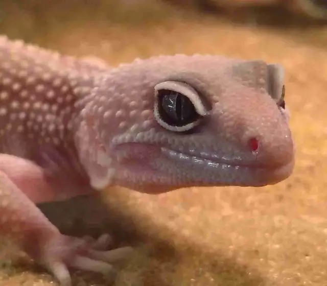 leopard geckos