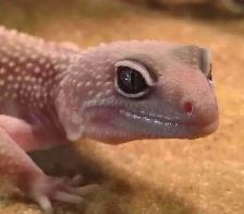 leopard geckos