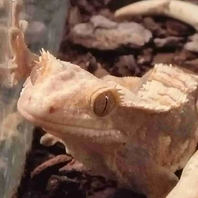 baby crested geckos