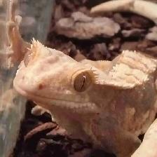 baby crested geckos
