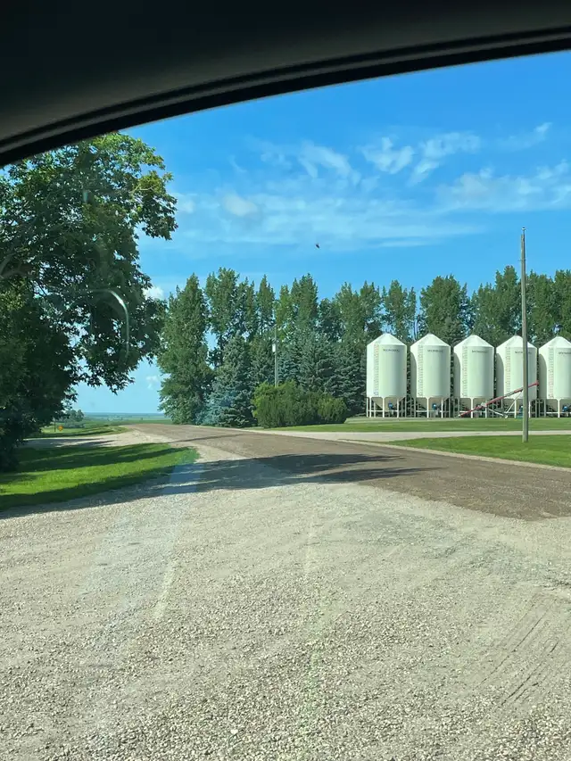 Feed Barley