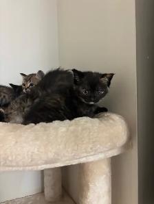 kittens!