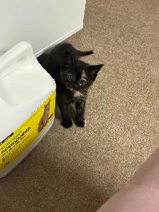 kittens! - Photo 2