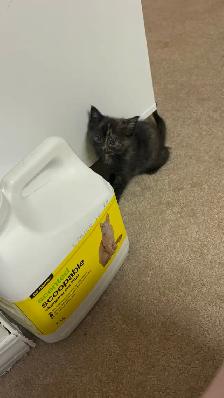 kittens! - Photo 3