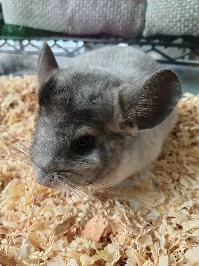 baby chinchillas