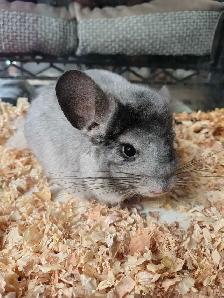 baby chinchillas - Photo 2