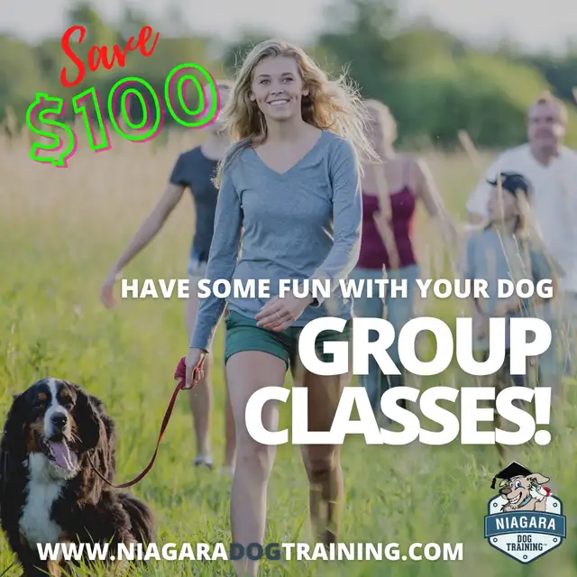 Group Dog Training Classes 6 weeks
