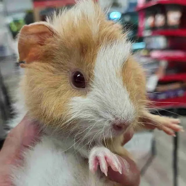 baby guinea pigs