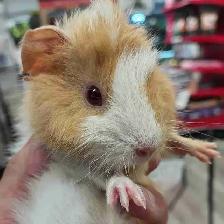 baby guinea pigs