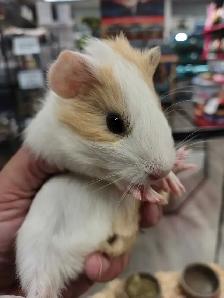 baby guinea pigs - Photo 2