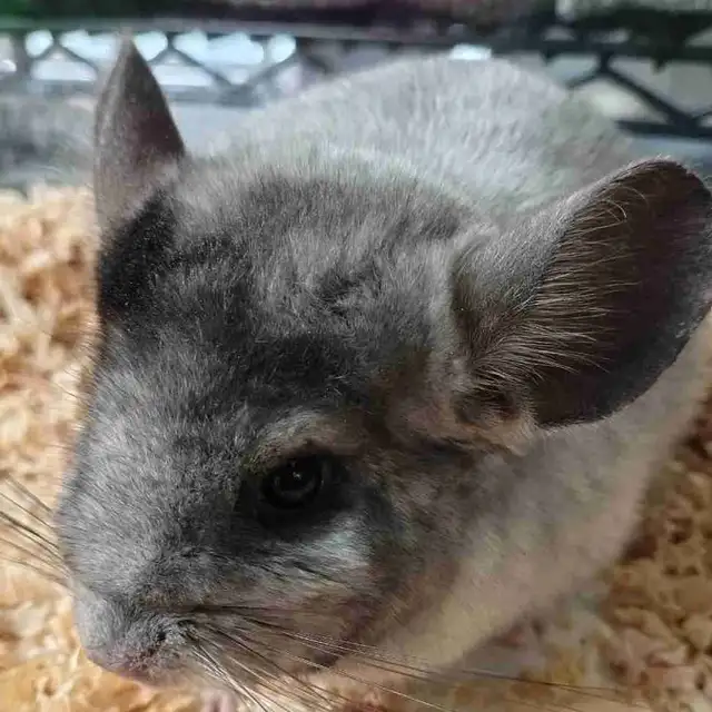 baby chinchillas