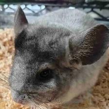 baby chinchillas