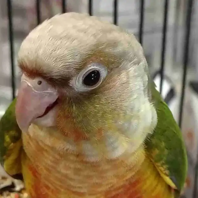 baby pineapple conure