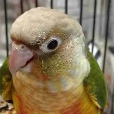 baby pineapple conure