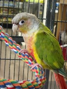 pineapple conure - Photo 2