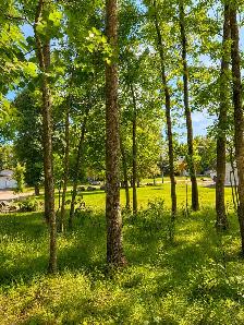 61’ × 120’ Treed Building Lot – 43 Cameron Rd, Pinawa – $52,900 - Photo 3