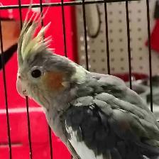 baby cockatiel