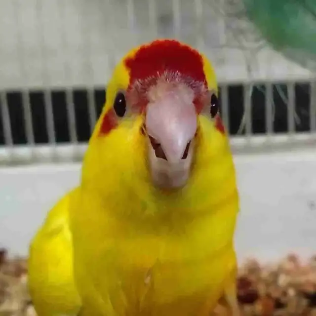Baby kakariki