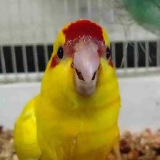 Baby kakariki