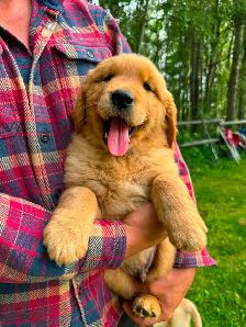Purebred High Quality Golden Retriever Puppies for Sale