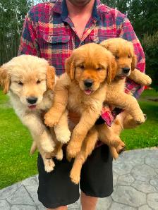 Purebred High Quality Golden Retriever Puppies for Sale - Photo 2
