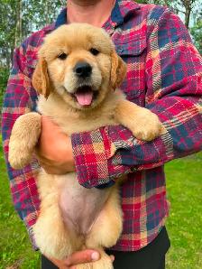Purebred High Quality Golden Retriever Puppies for Sale - Photo 3