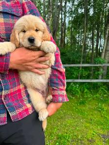 Purebred High Quality Golden Retriever Puppies for Sale - Photo 4