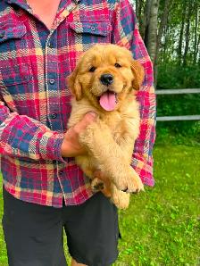 Purebred High Quality Golden Retriever Puppies for Sale - Photo 5