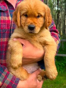 Purebred High Quality Golden Retriever Puppies for Sale - Photo 6