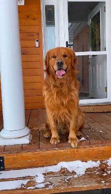Purebred High Quality Golden Retriever Puppies for Sale - Photo 7