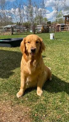Purebred High Quality Golden Retriever Puppies for Sale - Photo 8