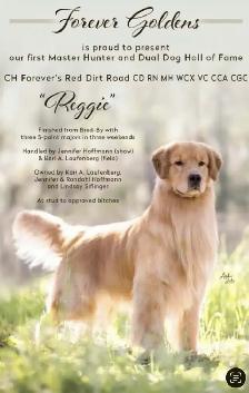 Purebred High Quality Golden Retriever Puppies for Sale - Photo 9