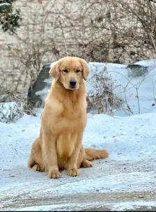 Purebred High Quality Golden Retriever Puppies for Sale - Photo 10