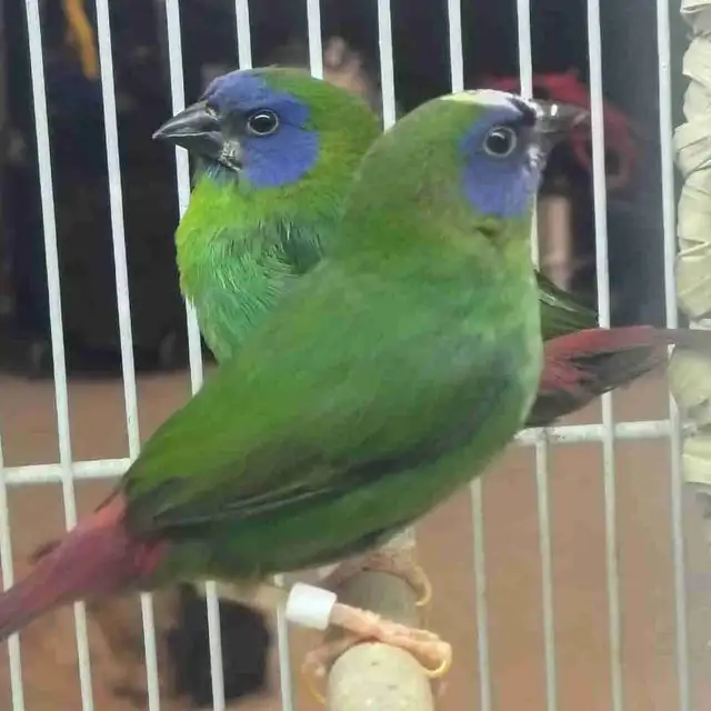 blue-headed parrot finches