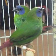 blue-headed parrot finches