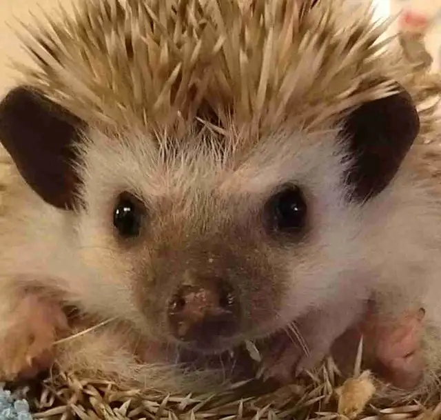 baby hedgehogs