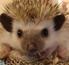 baby hedgehogs