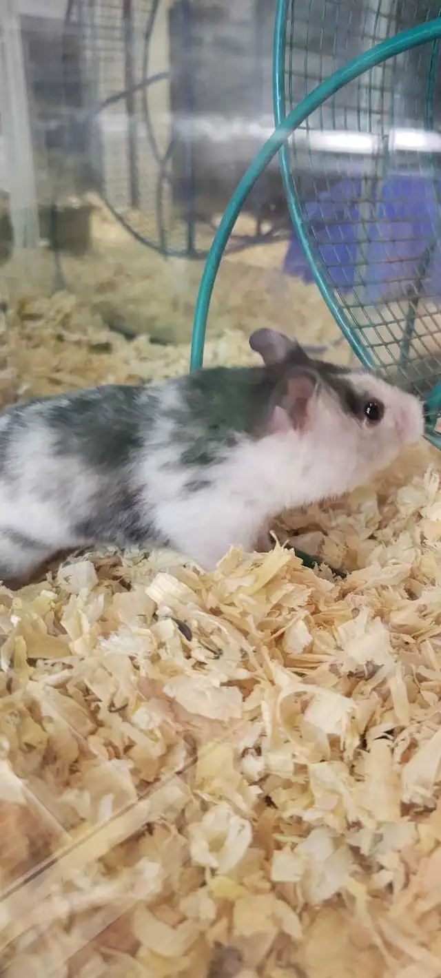 hamsters
