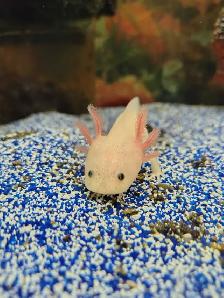baby axolotls - Photo 2
