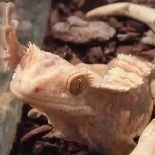 baby crested geckos