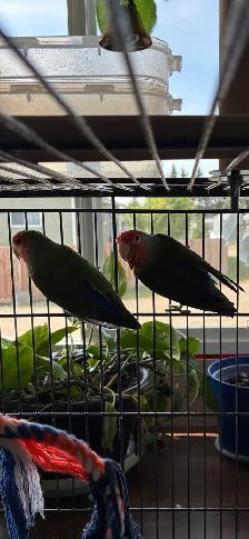 Love Birds and cage