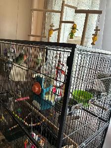 Love Birds and cage - Photo 2