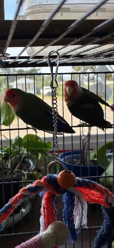 Love Birds and cage - Photo 3